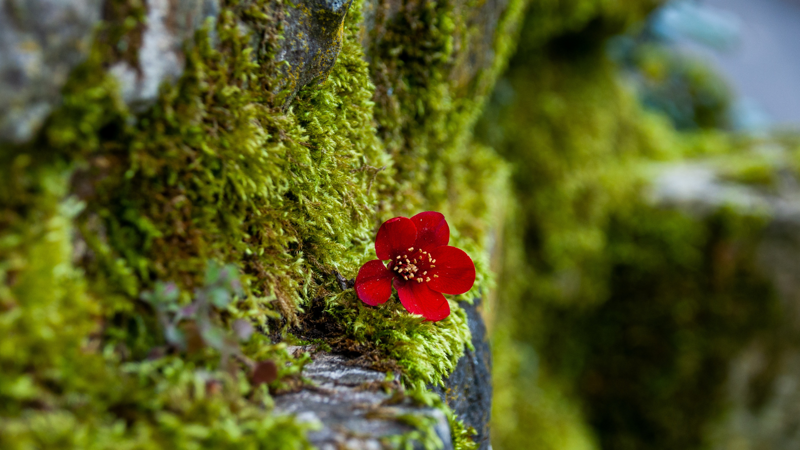Close-up of a small red flower growing from green moss on a tree trunk.
