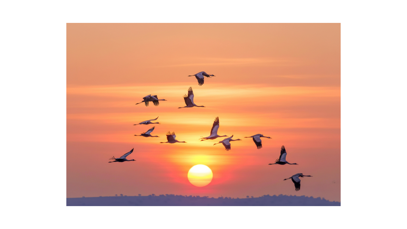 Birds flying free in morning sunrise